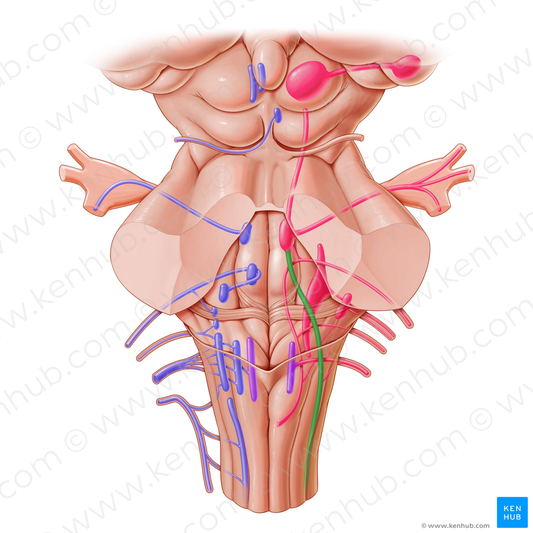 Spinal nucleus and tract of trigeminal nerve (#7200)