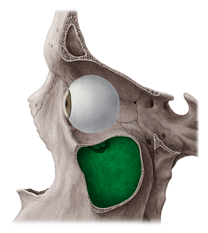 Maxillary sinus (#9021)