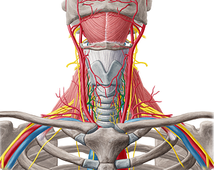 Inferior thyroid artery (#1928)