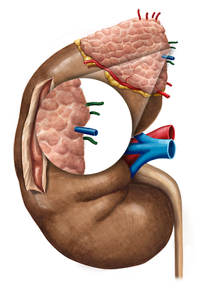 Middle suprarenal artery (#1871)