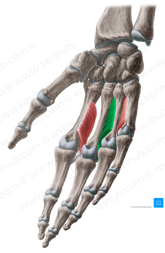 2nd palmar interosseous muscle (#5500)