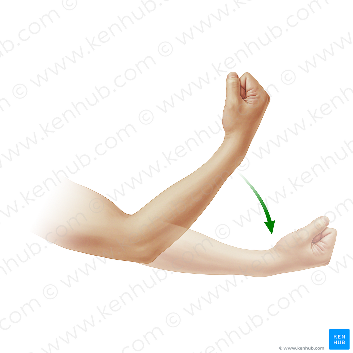 Extension of forearm (#20901)