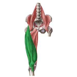 Quadriceps femoris muscle (#5826)