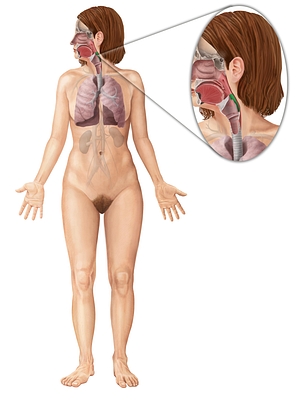 Laryngopharynx (#7726)