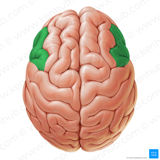 Inferior frontal gyrus (#19052)