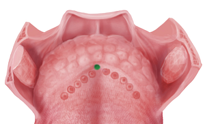 Foramen cecum of tongue (#3730)