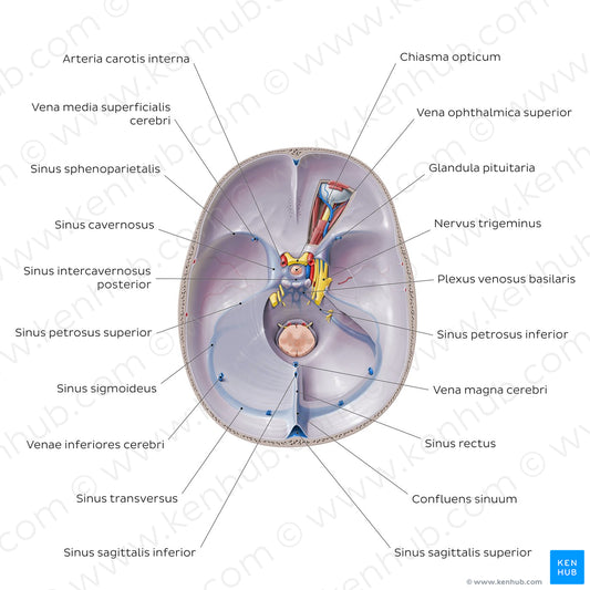 Dural venous sinuses (Latin)