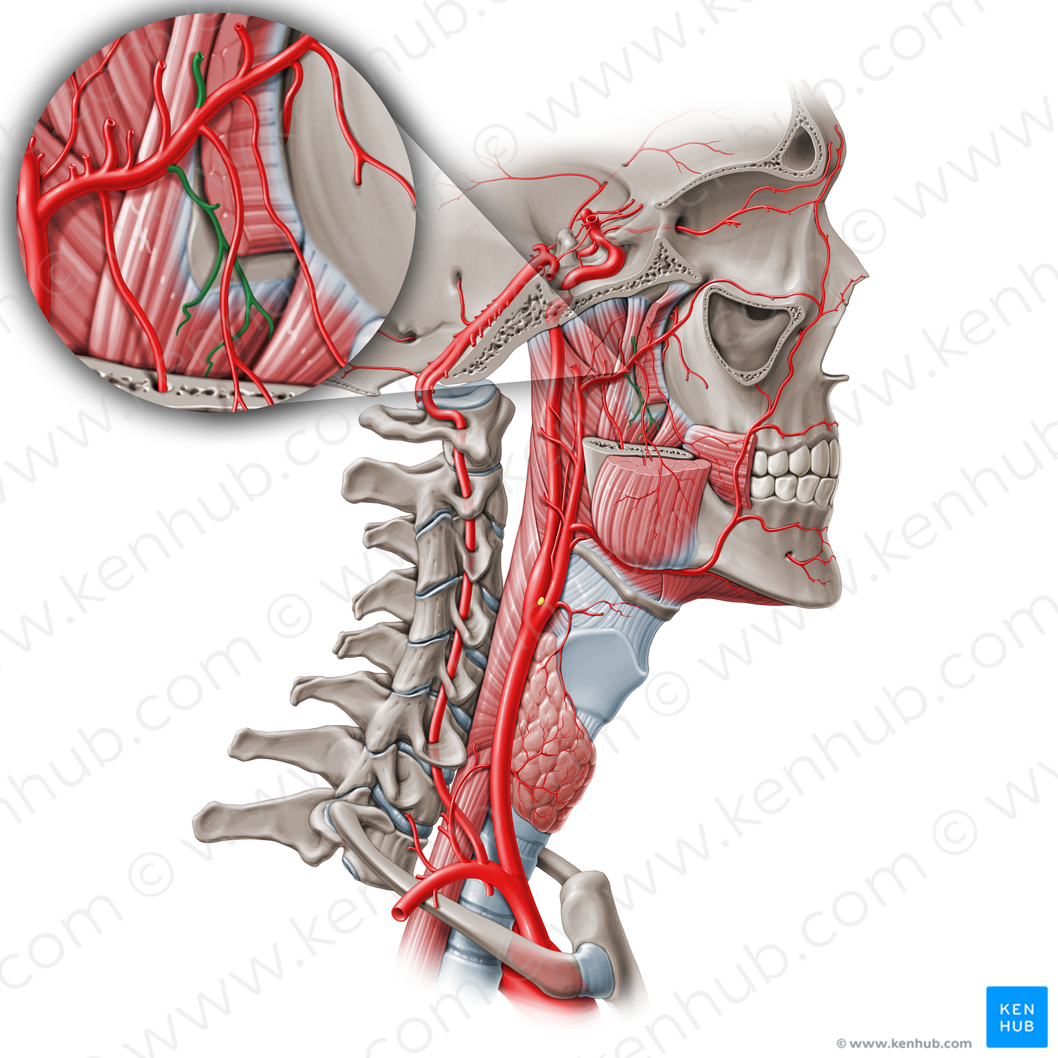 Pterygoid branches of maxillary artery (#8552)