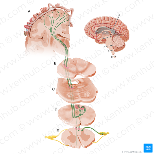 Posterior funiculus-medial lemniscus pathway (#12095)