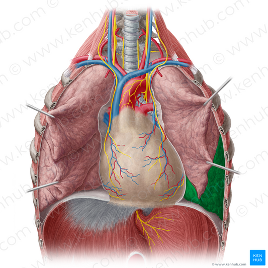 Inferior lobe of left lung (#4829)