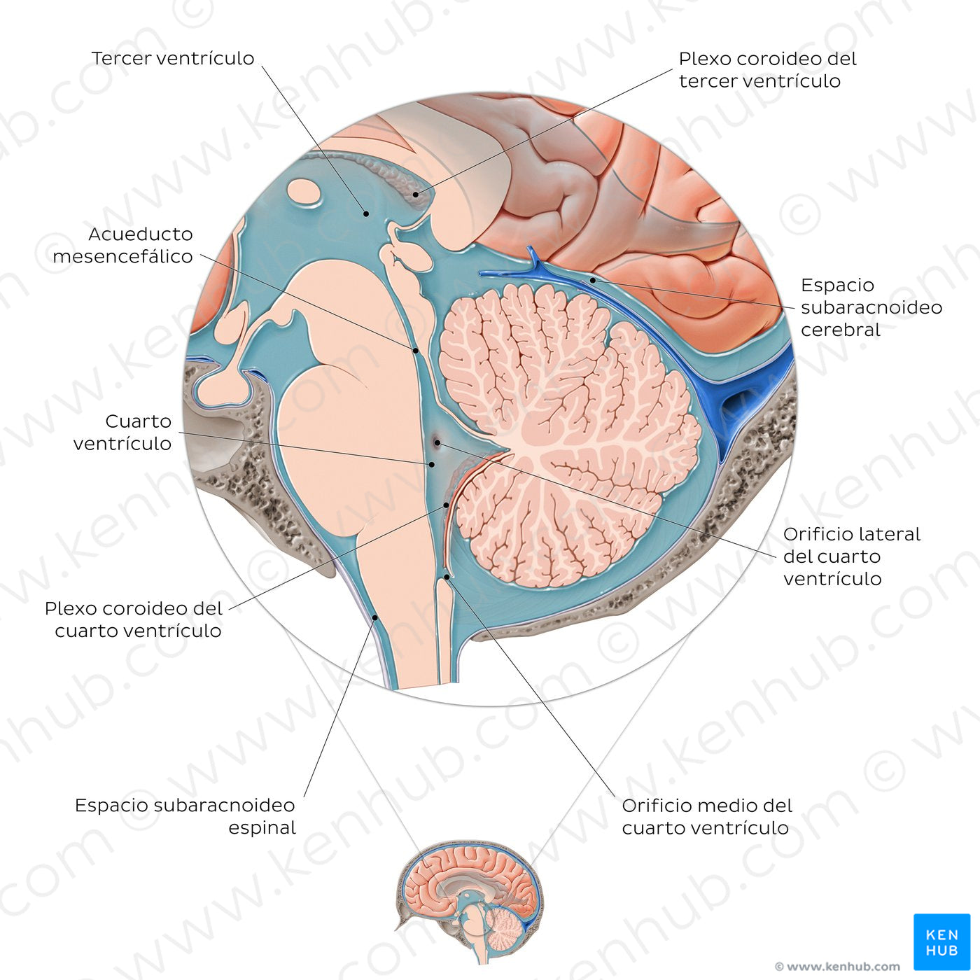 Ventricles and subarachnoid space of the brain (Spanish)