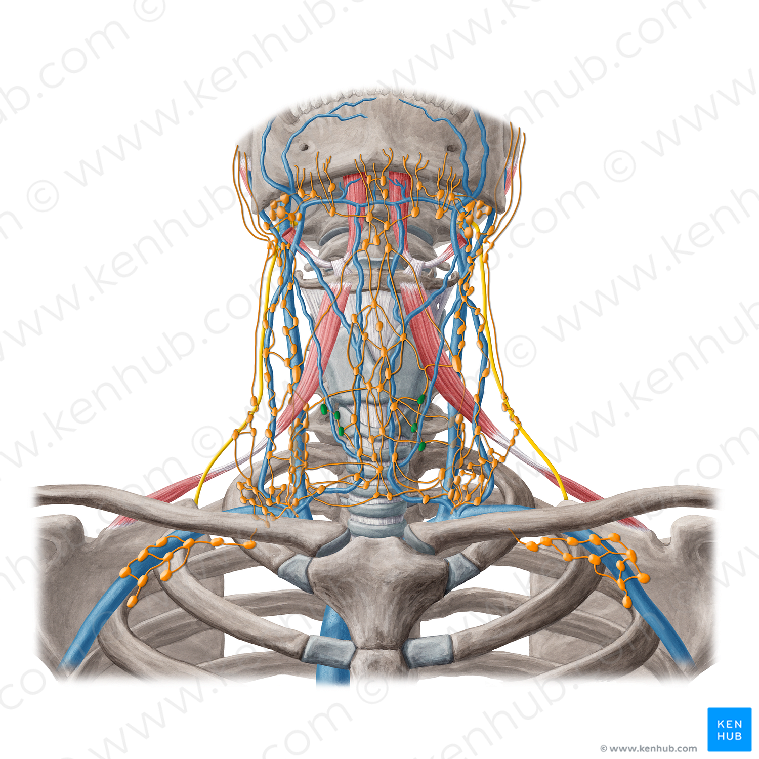 Paratracheal lymph nodes (#20205)