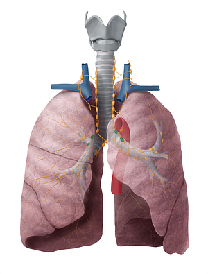 Superior tracheobronchial lymph nodes (#7126)