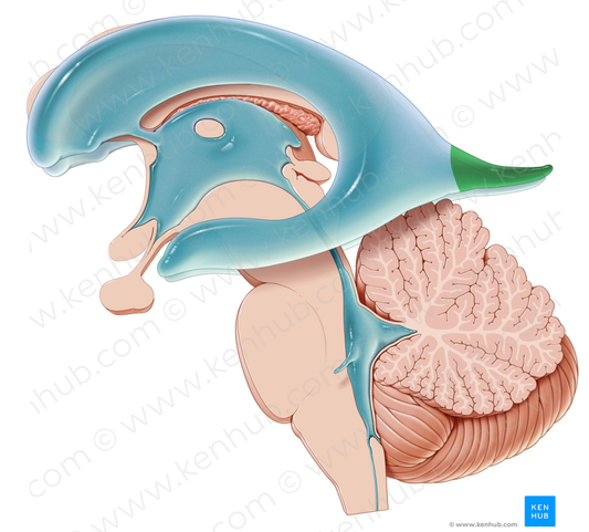 Occipital horn of lateral ventricle (#2873)