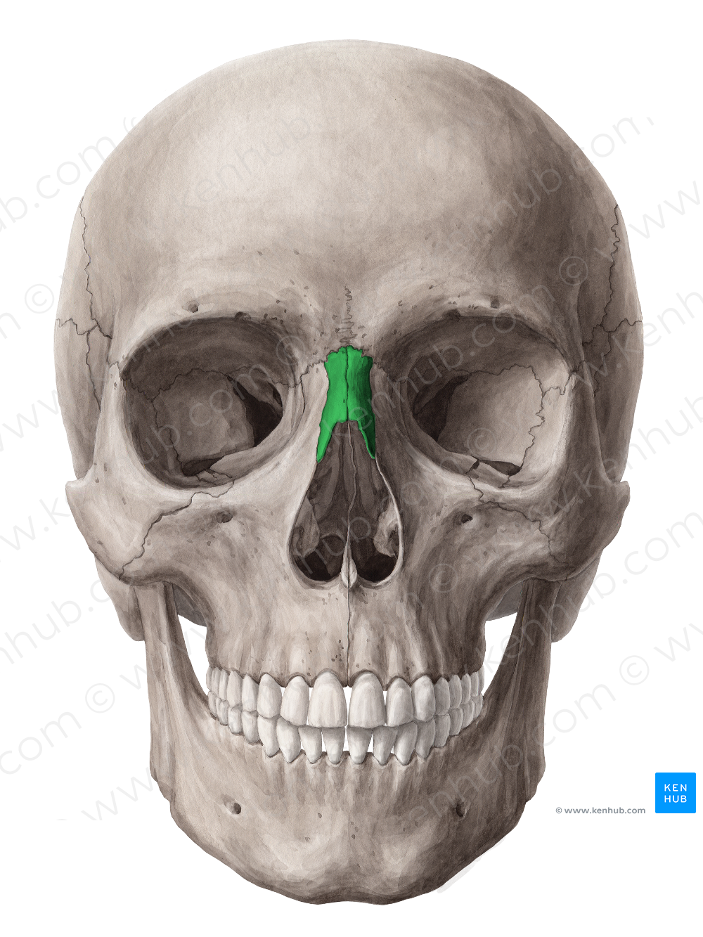 Nasal bone (#7435)