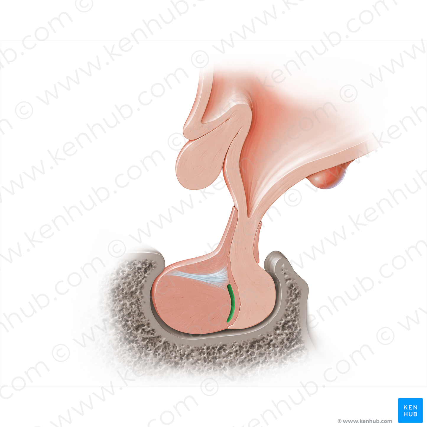 Hypophyseal cleft (#18208)
