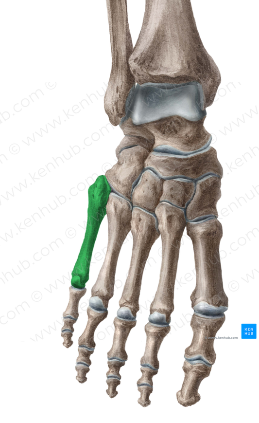 5th metatarsal bone (#7431)