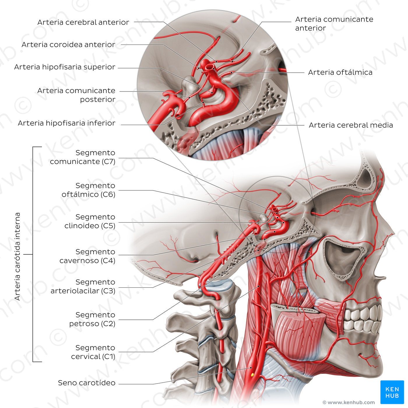 Arteries of the head: Internal carotid artery (Spanish)