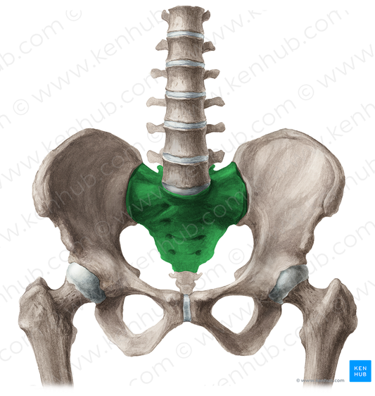 Pelvic surface of sacrum (#3536)