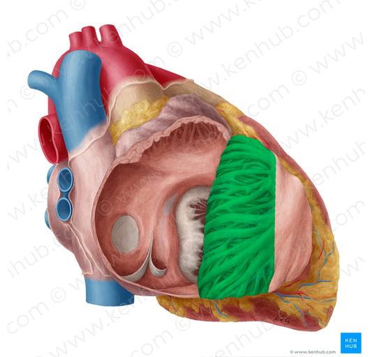 Pectinate muscles (#5153)