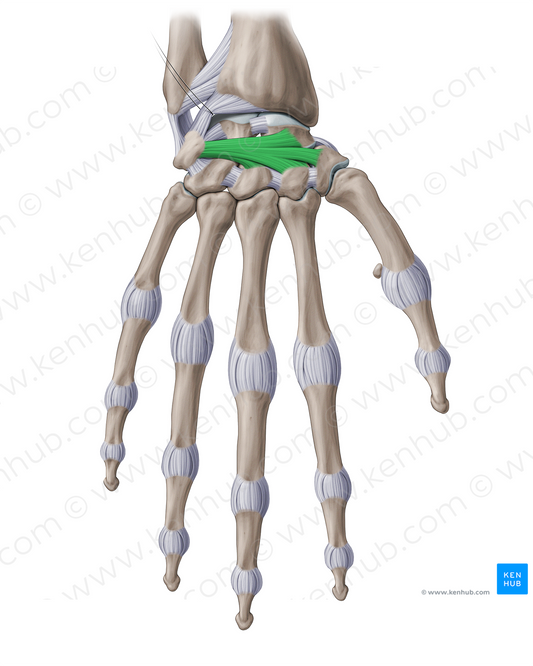 Dorsal intercarpal ligaments (#18900)