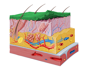 Epidermis (#3405)