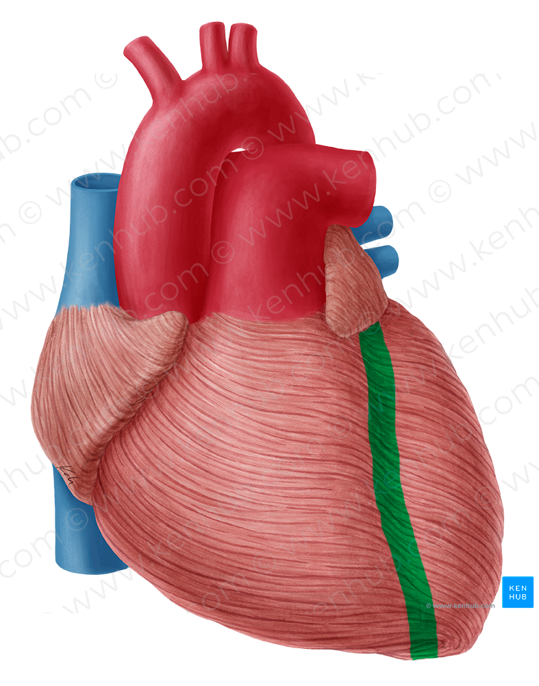 Anterior interventricular sulcus (#9267)