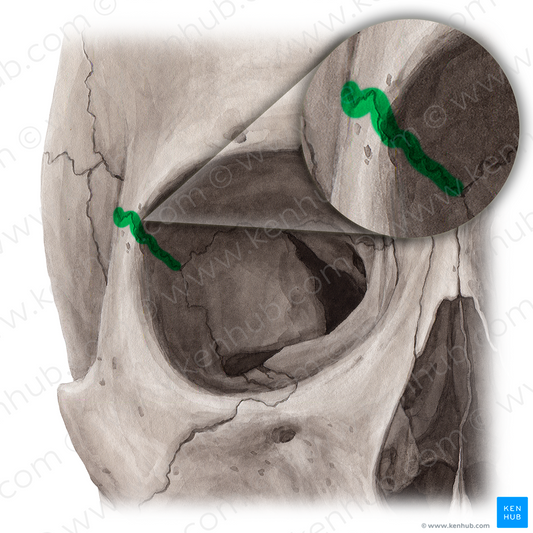 Frontozygomatic suture (#21452)