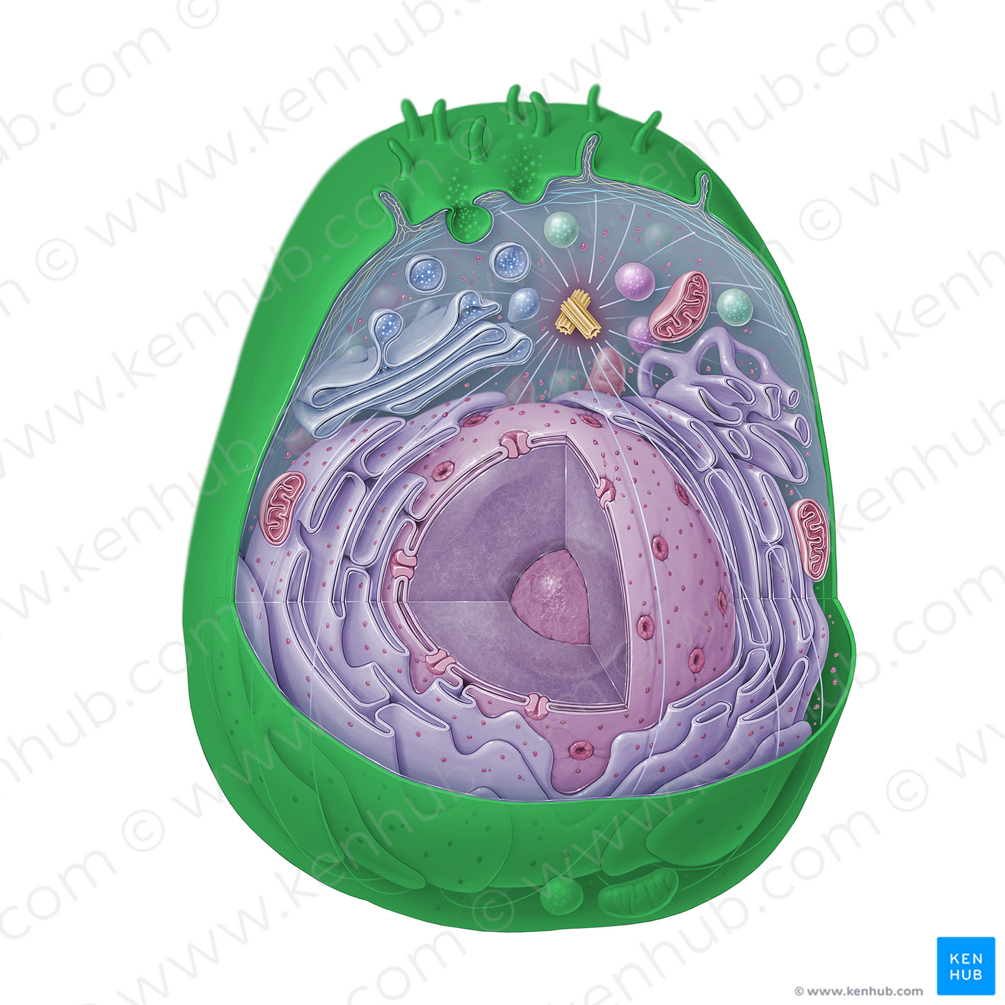 Plasma membrane (#15335)