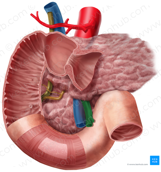 Superior mesenteric artery (#1527)