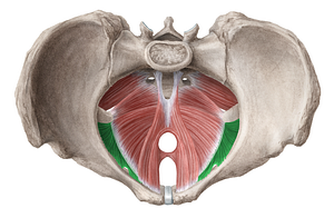 Obturator internus muscle (#5669)