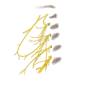 Muscular branches of cervical plexus (longus capitis, longus colli muscles) (#20545)