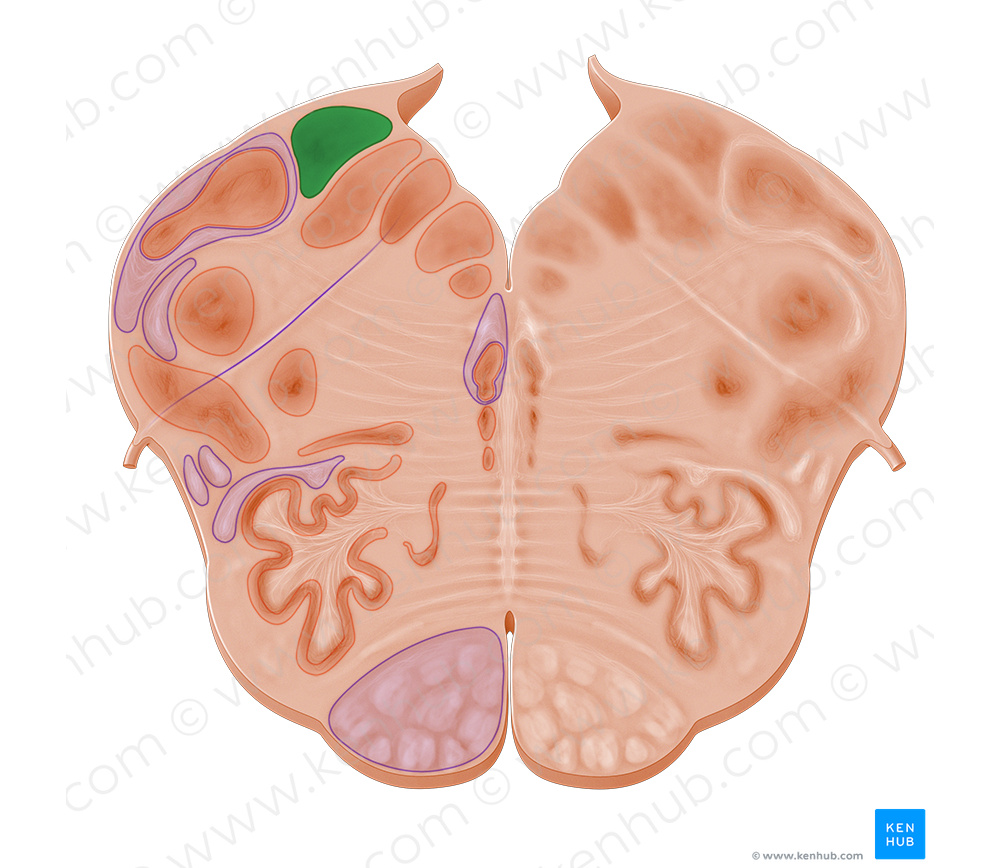 Medial vestibular nucleus (#10959)