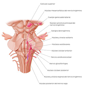 Cranial nerve nuclei - posterior view (afferent) (Spanish)