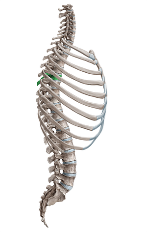 Vertebra T6 (#18117)