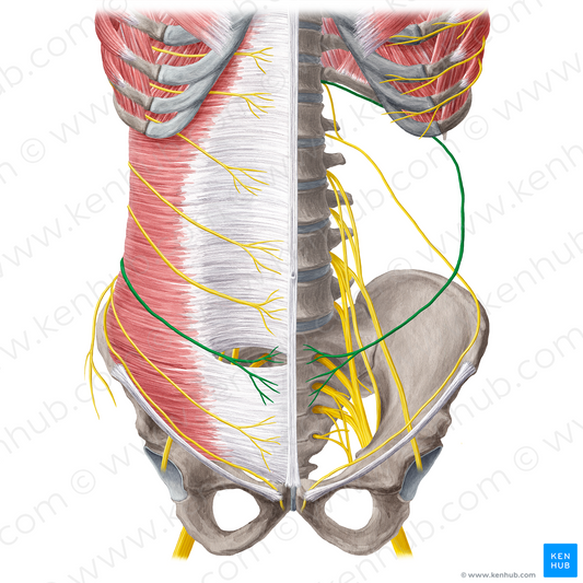 Subcostal nerve (#6776)