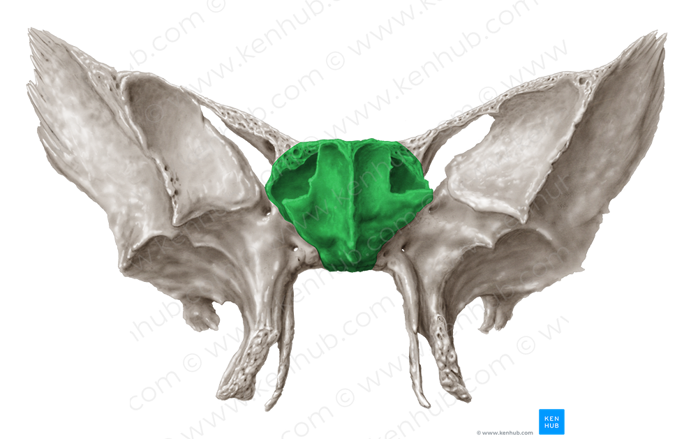 Body of sphenoid bone (#2986)