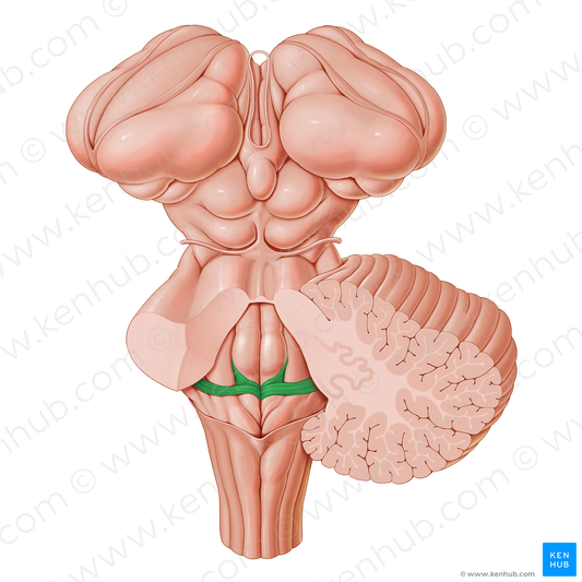 Medullary striae of fourth ventricle (#9184)