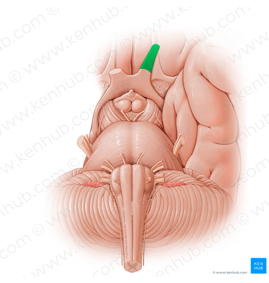 Optic nerve (#12788)