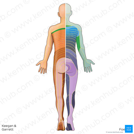 T1 dermatome (#20820)