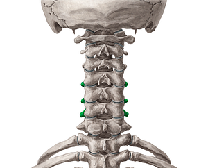 Transverse processes of vertebrae C4-C6 (#8319)