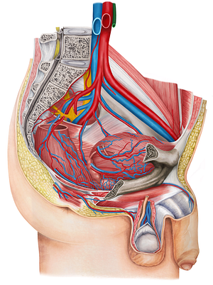 Inferior mesenteric artery (#1513)