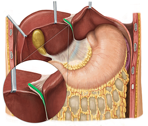 Round ligament of liver (#4628)