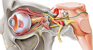 Trochlear nerve (#6849)