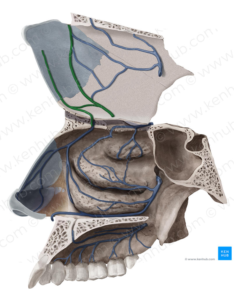 Anterior septal branches of anterior ethmoidal vein (#8558)