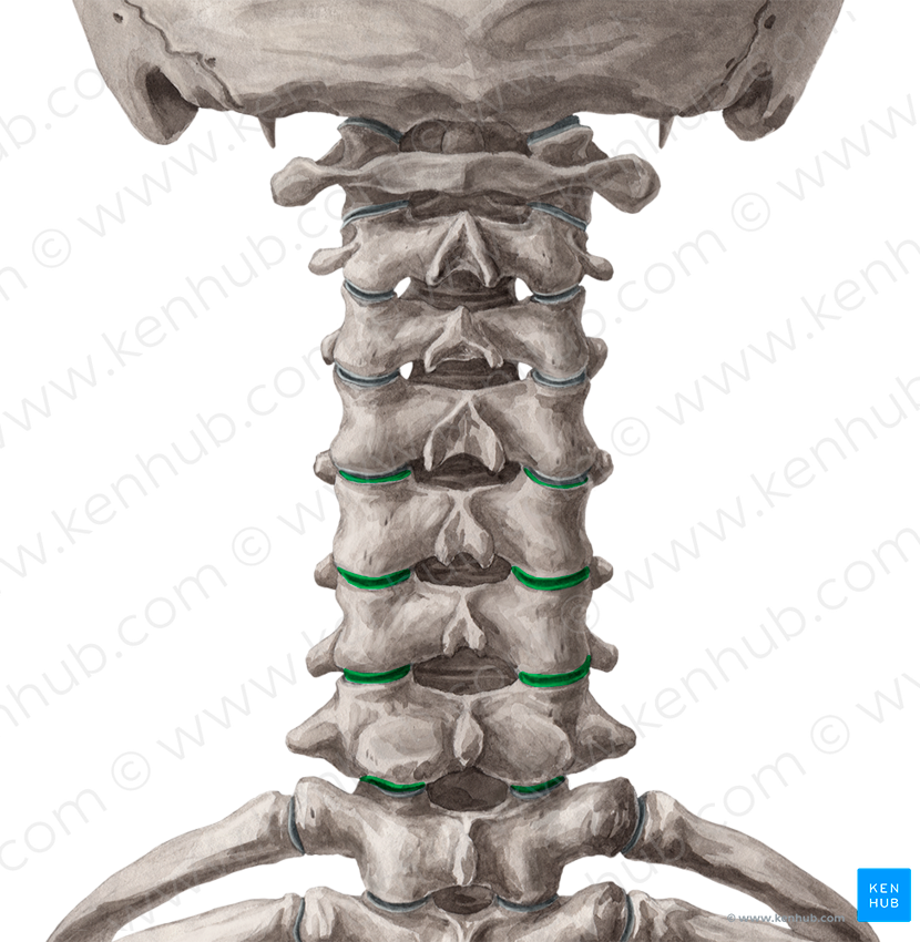 Articular processes of vertebrae C5-C7 (#8166)