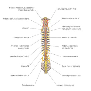 Structure of the spinal cord (Latin)