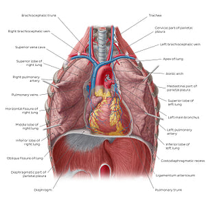 Lungs in situ (English)