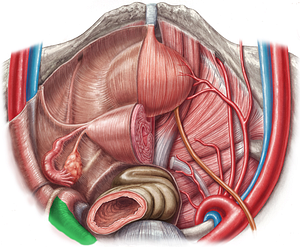 Left common iliac artery (#1385)