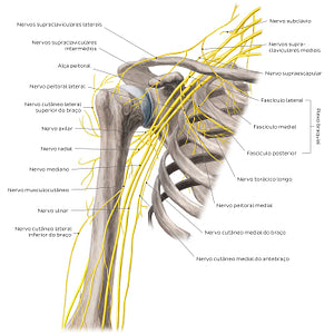 Nerves of the arm and the shoulder - Anterior view (Portuguese)